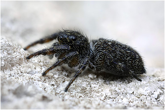 Macaroeris litoralis