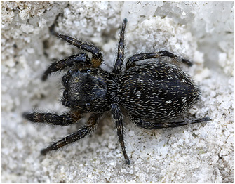 Macaroeris litoralis
