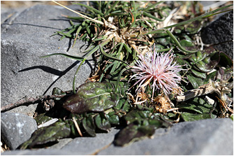 Centaurea raphanina ssp. raphanina