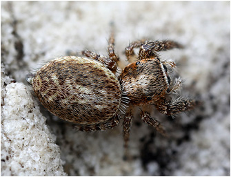 Macaroeris albosignata