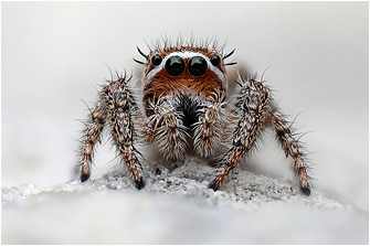 M.  albosignata