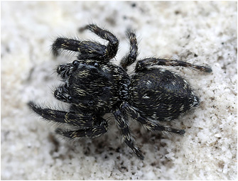 M.  litoralis
