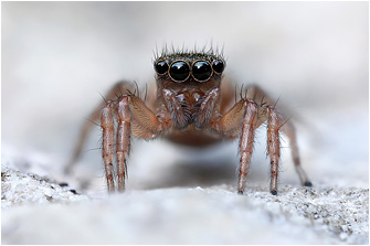 2018_Spring/Saitis_ariadneae74a