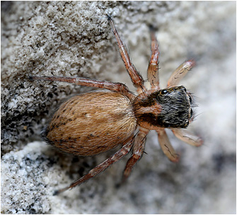 Saitis ariadneae
