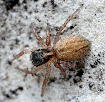 S.  ariadneae