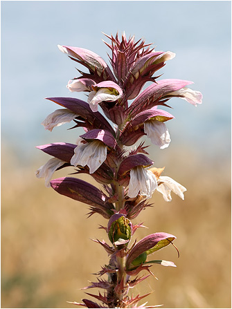 Acanthus spinosus