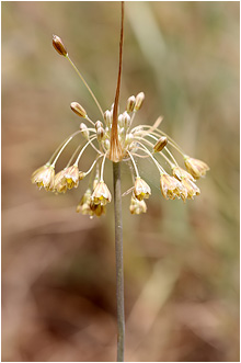 Allium dentiferum