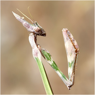 Empusa fasciata