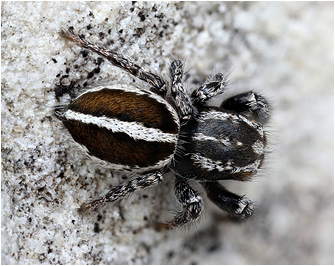 Pellenes diagonalis