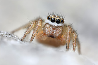 P.  lineata