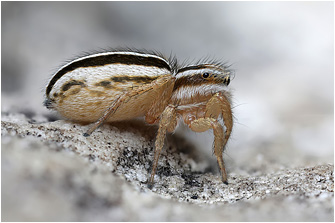 P.  lineata