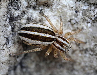 P.  lineata