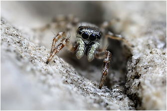 S.  unicolor