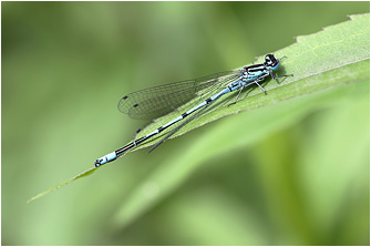 Coenagrion puella