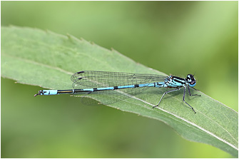 Coenagrion puella
