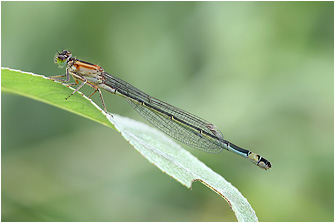 Ischnura elegans