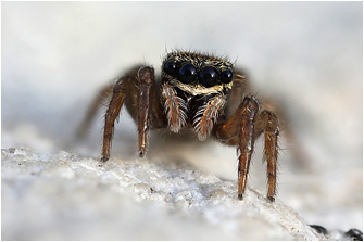 Euophrys innotata