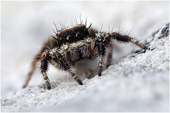 E.  nepos