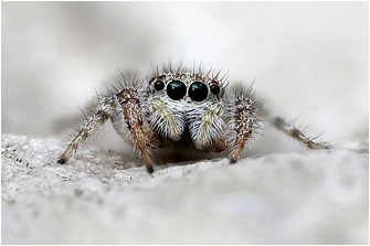 P.  kulczynskii