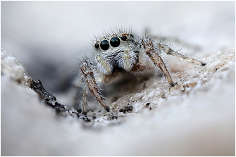 P.  kulczynskii