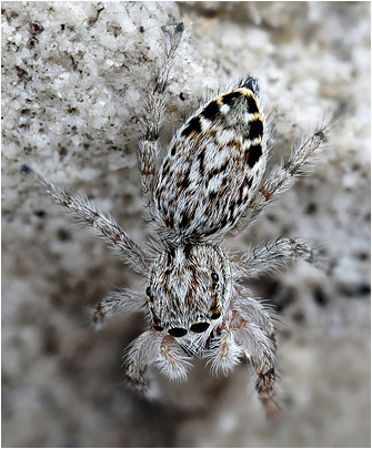 P.  kulczynskii