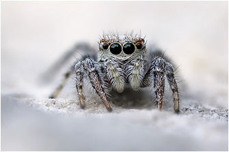 P.  picaceus