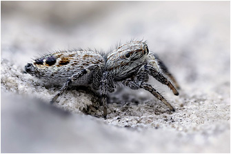 P.  picaceus