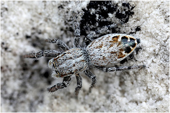 P.  picaceus