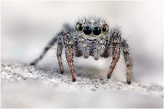 P.  picaceus