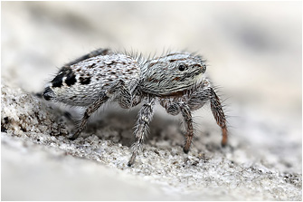 P.  picaceus