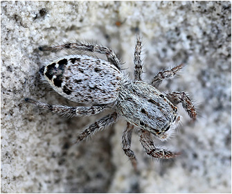 P.  vankeeri
