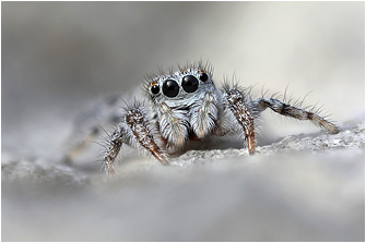 P.  vankeeri