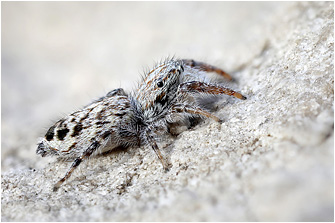 P.  vankeeri