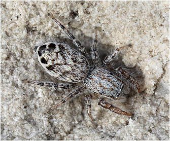 P.  vankeeri