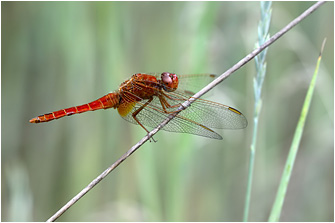 Crocothemis erythraea