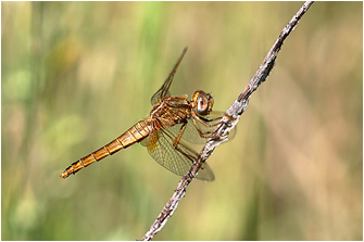 Crocothemis erythraea