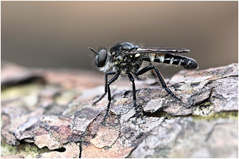 Cyrtopogon lateralis