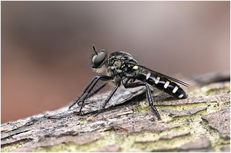 Cyrtopogon lateralis