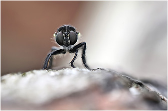 Cyrtopogon lateralis