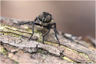 Cyrtopogon lateralis