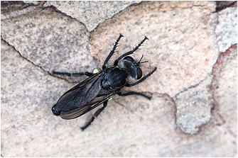 Cyrtopogon lateralis