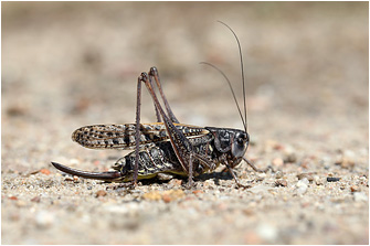 Decticus verrucivorus