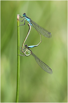 Ischnura elegans