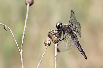 Libellula fulva