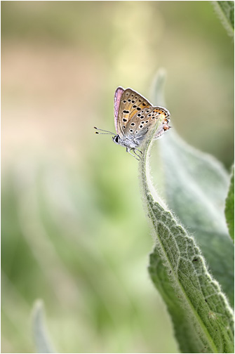 Lycaena alciphron