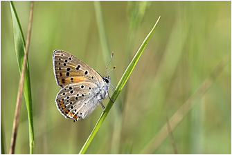 Lycaena alciphron