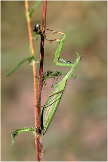 Mantis religiosa