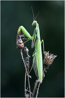 Mantis religiosa