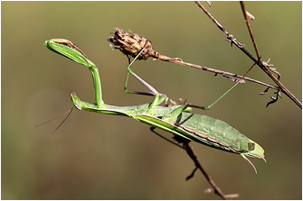 Mantis religiosa