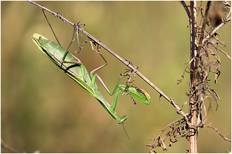 Mantis religiosa